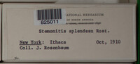 Stemonitis splendens image